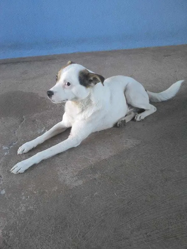 Cachorro raça  idade 2 anos nome Bill