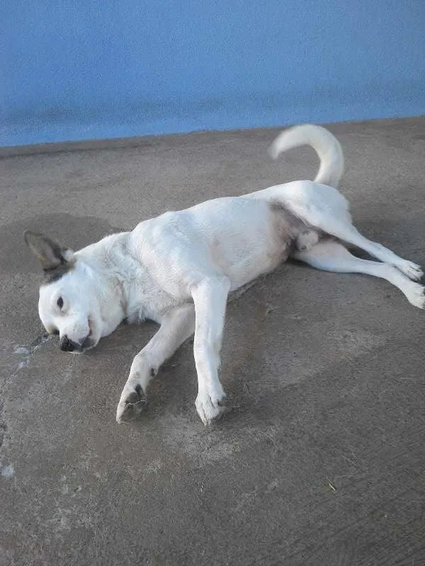 Cachorro raça  idade 2 anos nome Bill