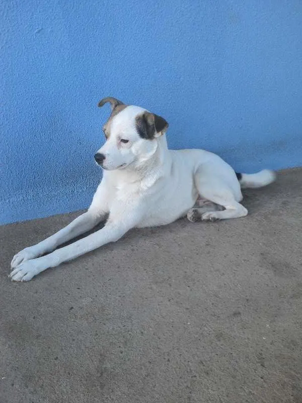 Cachorro raça  idade 2 anos nome Bill