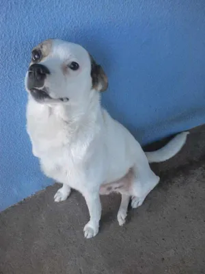 Cachorro raça  idade 2 anos nome Bill