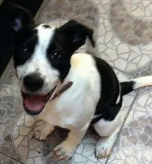 Cachorro raça SRD idade 2 a 6 meses nome Filhotão