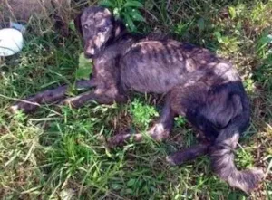 Cachorro raça Vira Lata idade 2 anos nome Mascote GRATIFICA