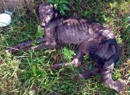 Cachorro ra a Vira Lata idade 2 anos nome Mascote GRATIFICA