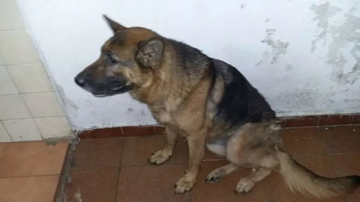 Cachorro raça Pastor Alemão idade 2 anos nome Meg