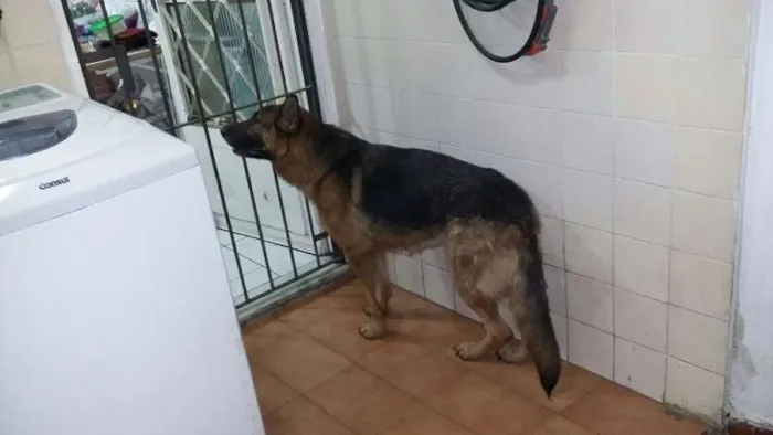 Cachorro raça Pastor Alemão idade 2 anos nome Meg