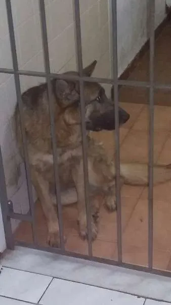 Cachorro raça Pastor Alemão idade 2 anos nome Meg
