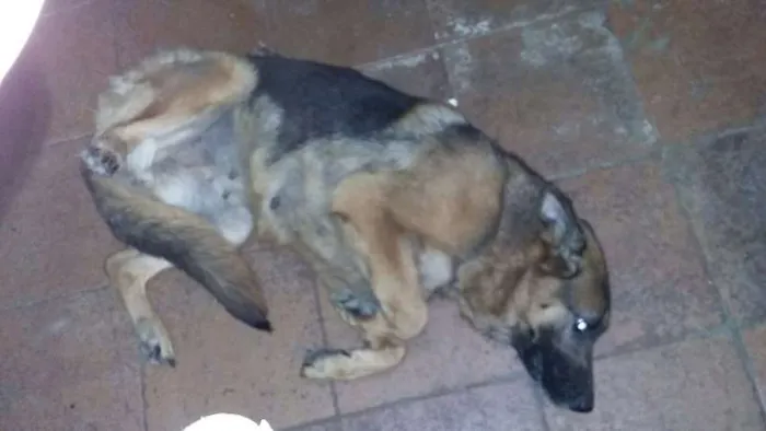 Cachorro raça Pastor Alemão idade 2 anos nome Meg