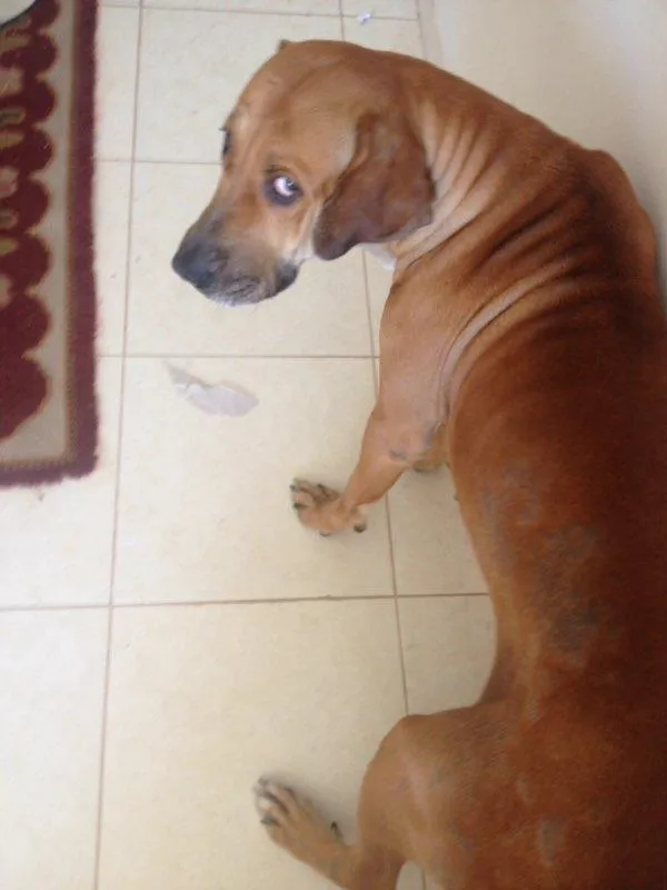 Cachorro raça vira lata idade  nome Lucy