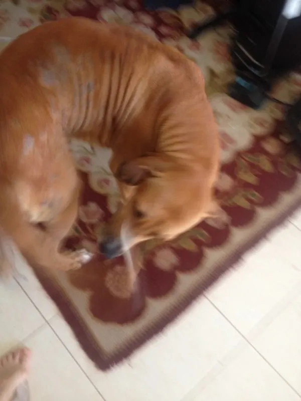 Cachorro raça vira lata idade  nome Lucy