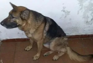 Cachorro raça Pastor Alemão idade 2 anos nome Meg