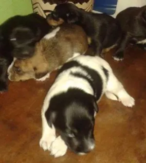 Cachorro raça Nao identificada idade Abaixo de 2 meses nome Sem nomes