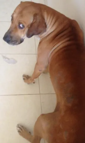 Cachorro raça vira lata idade  nome Lucy
