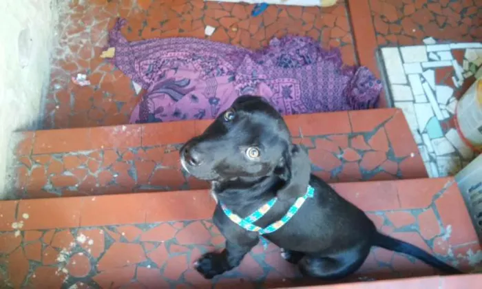 Cachorro raça viralata idade 2 a 6 meses nome polly