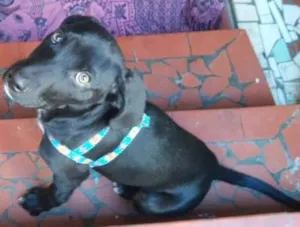 Cachorro raça viralata idade 2 a 6 meses nome polly