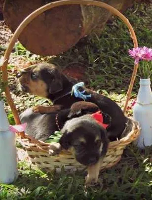 Cachorro ra a Não definida idade 2 a 6 meses nome macho e femea