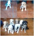 Filhotinhos