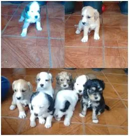 Cachorro raça SRD idade  nome Filhotinhos