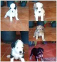Filhotinhos