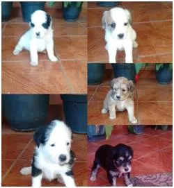 Cachorro raça SRD idade  nome Filhotinhos