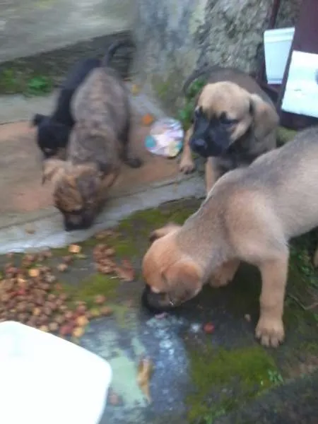 Cachorro ra a VIRA-LATA idade 2 a 6 meses nome Sem nomes