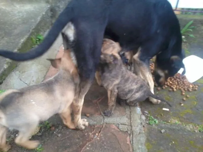 Cachorro ra a VIRA-LATA idade 2 a 6 meses nome Sem nomes