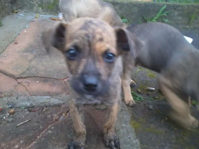 Cachorro ra a VIRA-LATA idade 2 a 6 meses nome Sem nomes