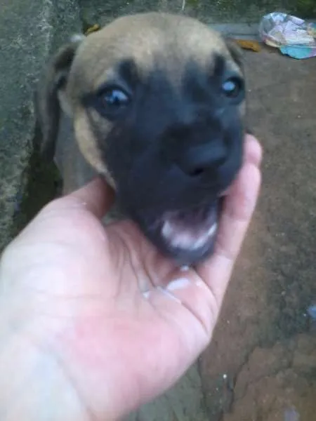 Cachorro ra a VIRA-LATA idade 2 a 6 meses nome Sem nomes