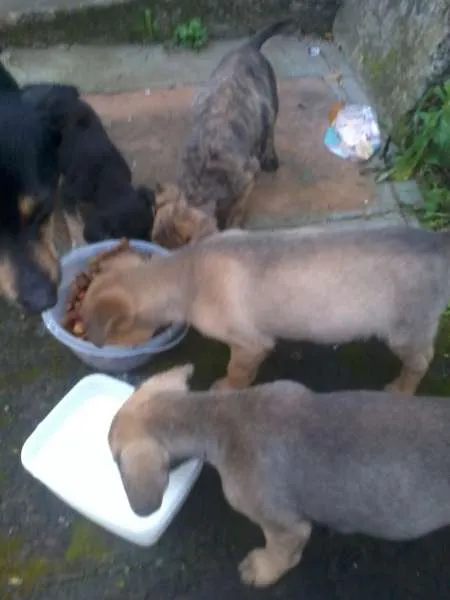 Cachorro ra a VIRA-LATA idade 2 a 6 meses nome Sem nomes