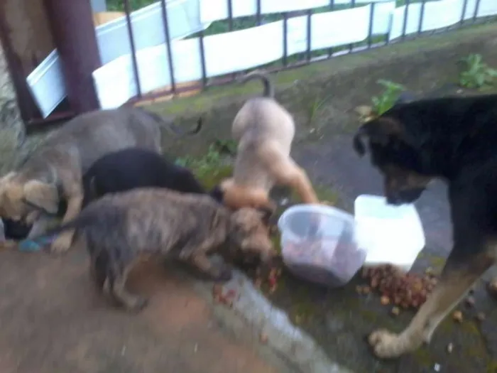 Cachorro ra a VIRA-LATA idade 2 a 6 meses nome Sem nomes