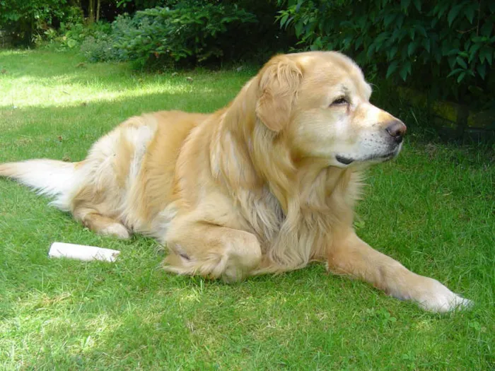Cachorro raça golden retrevier idade 3 anos nome Raika