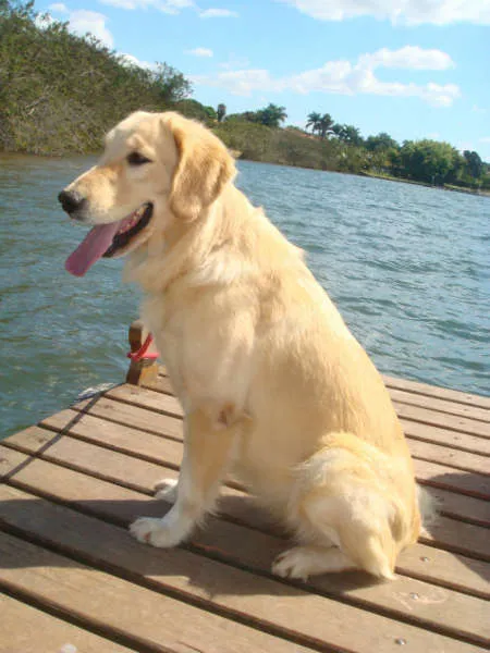 Cachorro raça golden retrevier idade 3 anos nome Raika