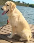 Raika