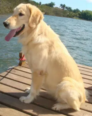 Cachorro raça golden retrevier idade 3 anos nome Raika