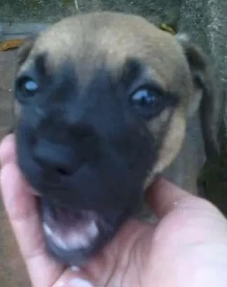 Cachorro ra a VIRA-LATA idade 2 a 6 meses nome Sem nomes