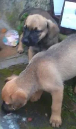 Cachorro ra a VIRA-LATA idade 2 a 6 meses nome Sem nomes