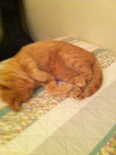 Gato raça nd idade 4 anos nome Nino