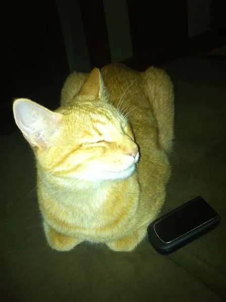 Gato raça nd idade 4 anos nome Nino