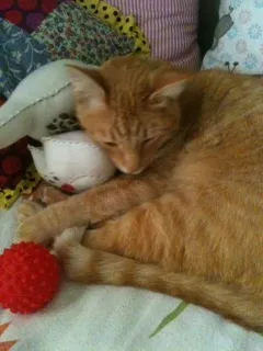 Gato raça nd idade 4 anos nome Nino