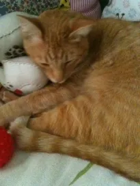 Gato raça nd idade 4 anos nome Nino