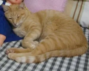 Gato raça ND idade 4 anos nome Toock