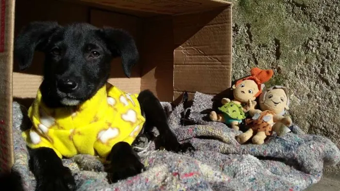 Cachorro ra a SRD idade 1 ano nome Manu, Filipe e Lucy