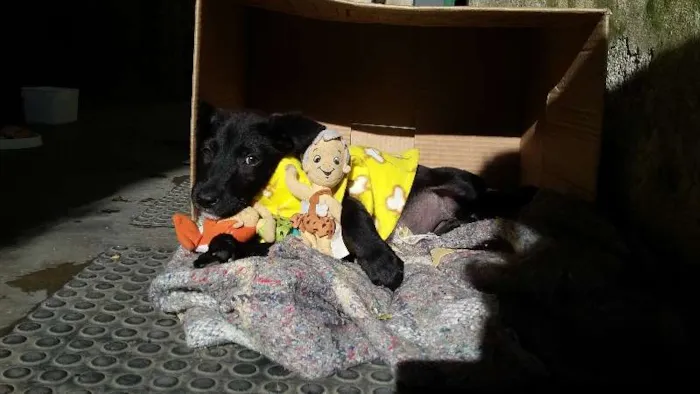 Cachorro ra a SRD idade 1 ano nome Manu, Filipe e Lucy
