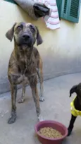 Manu, Filipe e Lucy