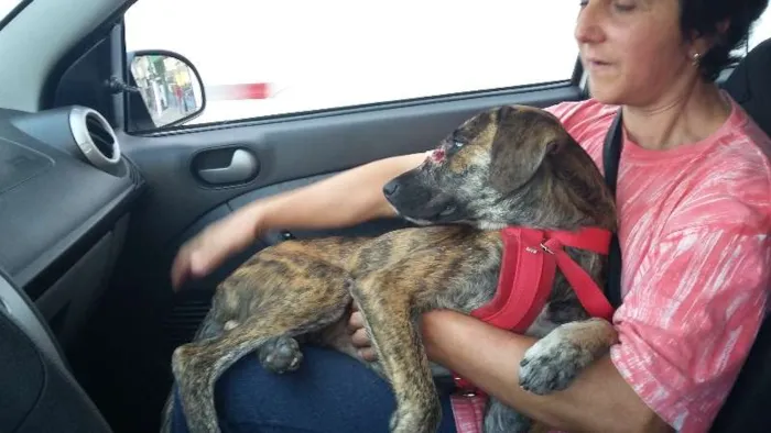 Cachorro ra a SRD idade 1 ano nome Manu, Filipe e Lucy