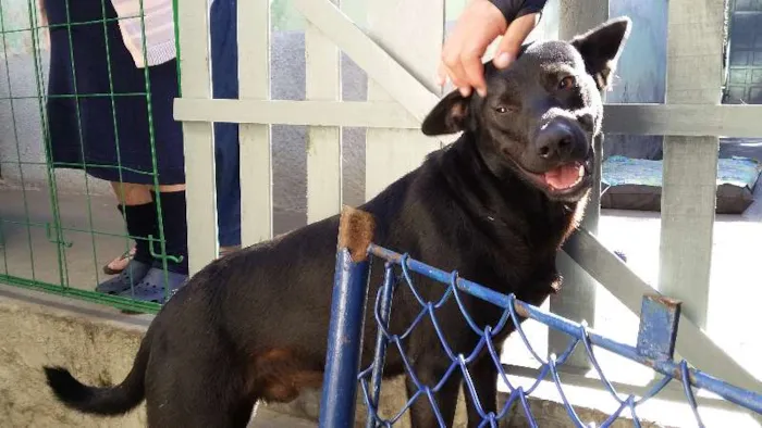 Cachorro ra a SRD idade 1 ano nome Manu, Filipe e Lucy