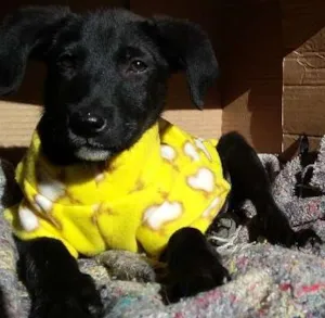 Cachorro raça SRD idade 1 ano nome Manu, Filipe e Lucy
