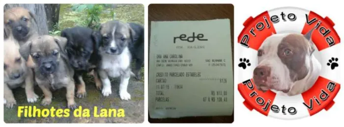 Cachorro ra a SRD idade 2 a 6 meses nome Filhotes da Lana