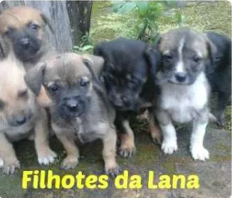 Cachorro ra a SRD idade 2 a 6 meses nome Filhotes da Lana
