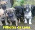 Filhotes da Lana