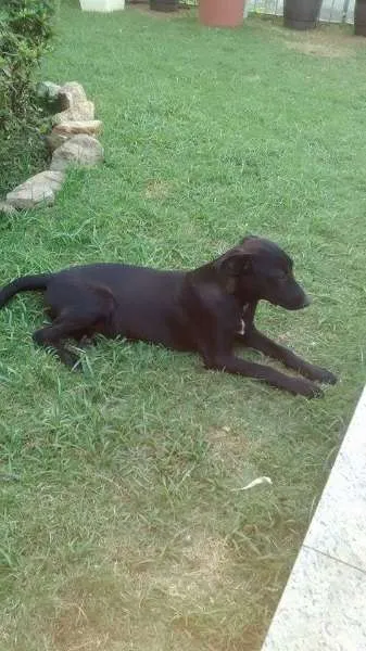 Cachorro ra a Indefinida idade 2 a 6 meses nome Neguinha 